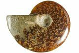 Polished Ammonite (Cleoniceras) Fossil - Madagascar #185299-1